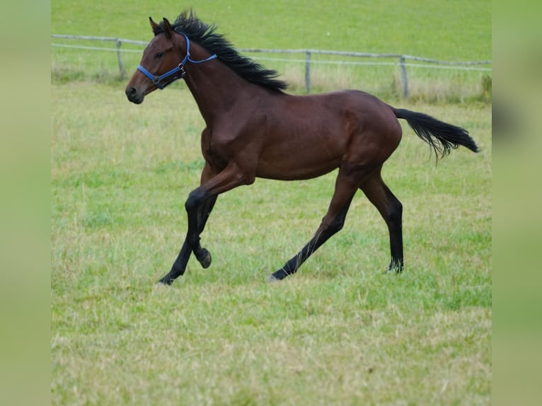 KWPN Hengst 1 Jahr 171 cm Brauner in Nettersheim