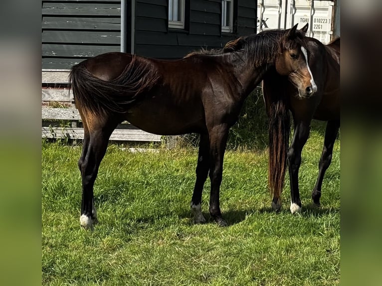 KWPN Hengst 1 Jahr 172 cm Dunkelbrauner in Noordbeemster