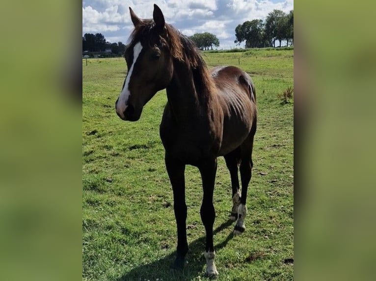 KWPN Hengst 1 Jahr 172 cm Dunkelbrauner in Noordbeemster