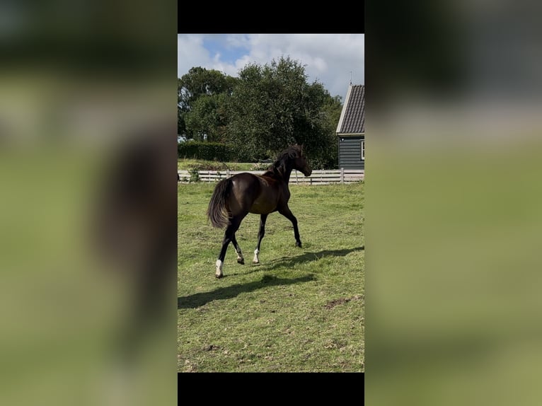 KWPN Hengst 1 Jahr 172 cm Dunkelbrauner in Noordbeemster