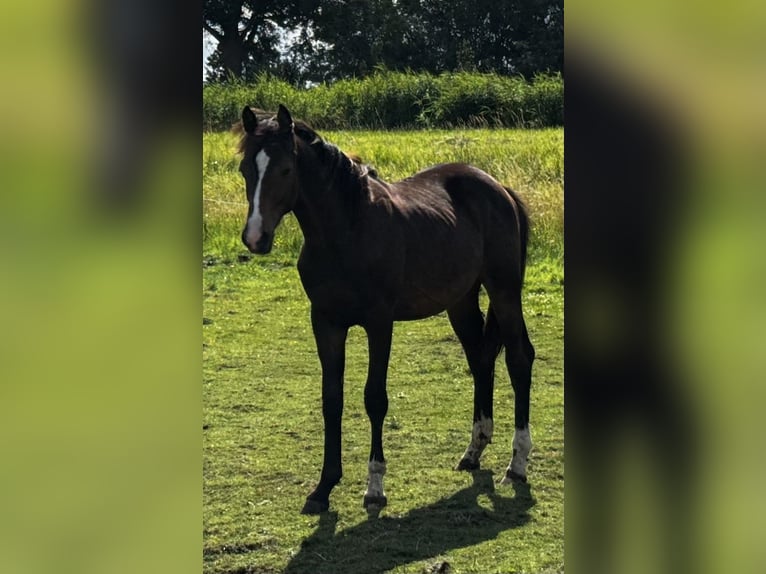 KWPN Hengst 1 Jahr 172 cm Dunkelbrauner in Noordbeemster