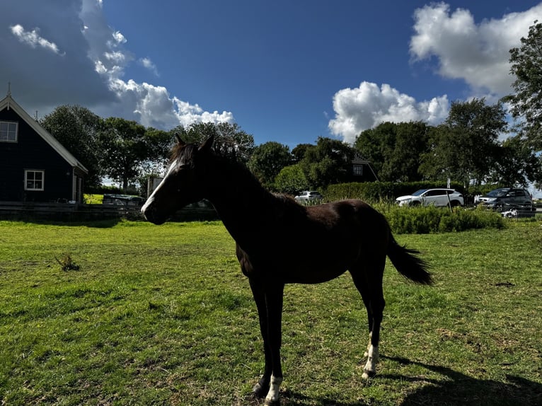 KWPN Hengst 1 Jahr 172 cm Dunkelbrauner in Noordbeemster