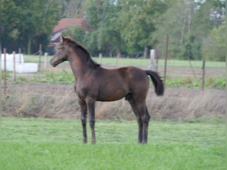 KWPN Hengst 1 Jahr 172 cm Schwarzbrauner in Diessen
