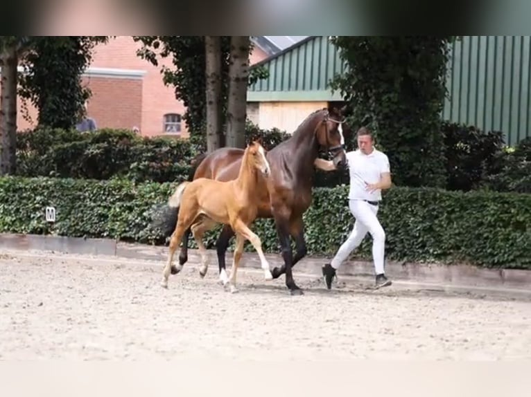 KWPN Hengst 1 Jahr 173 cm Fuchs in Wezup