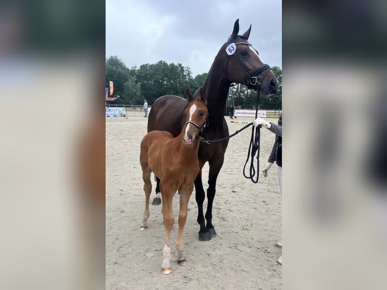 KWPN Hengst 1 Jahr 173 cm Fuchs in Wezup