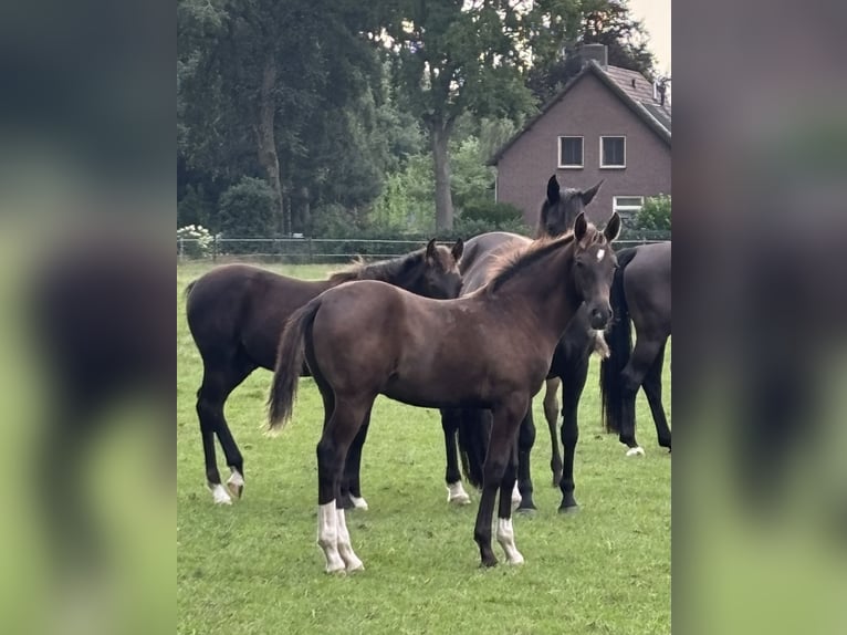 KWPN Hengst 1 Jahr 175 cm Dunkelfuchs in Maasbree