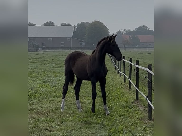 KWPN Hengst 1 Jahr 175 cm Dunkelfuchs in Maasbree