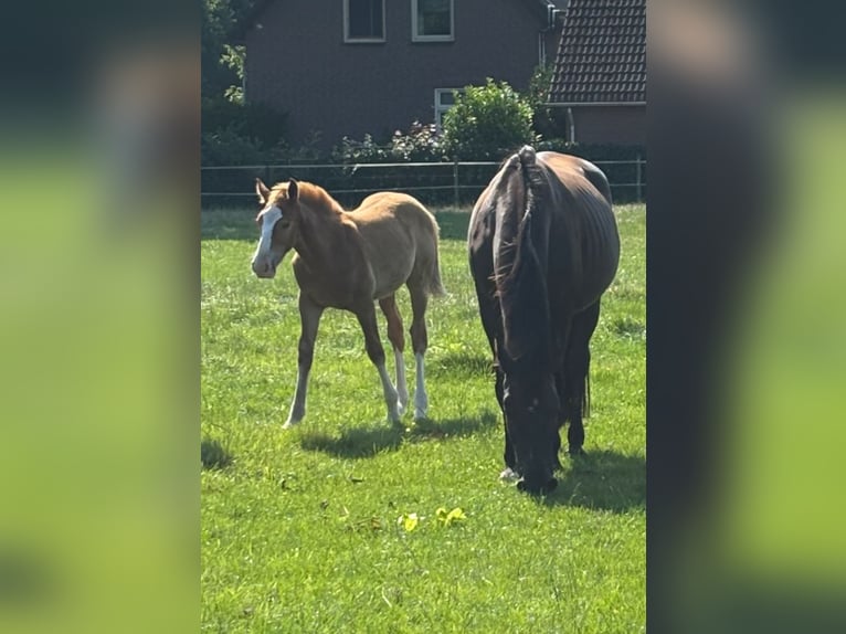 KWPN Hengst 1 Jahr 175 cm Fuchs in Maasbree