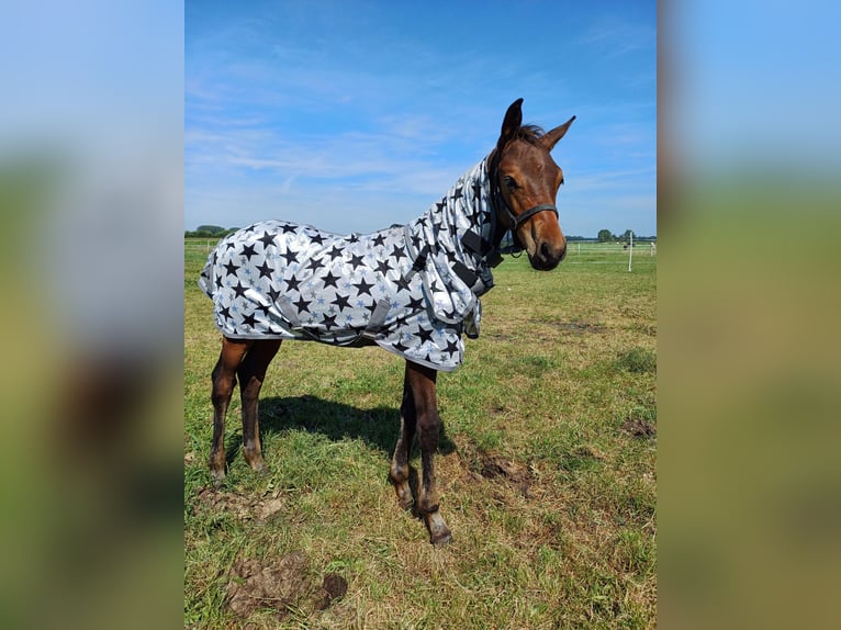 KWPN Hengst 1 Jahr Brauner in Markelo