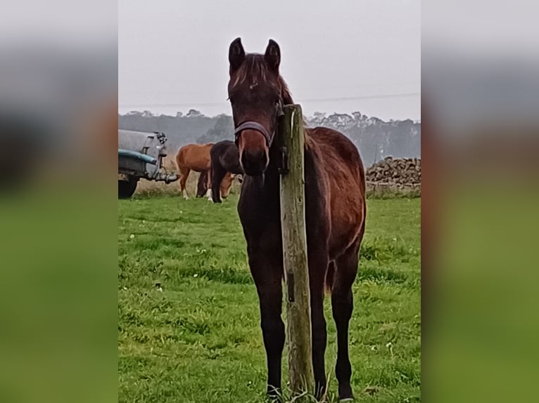 KWPN Hengst 1 Jahr Brauner in Markelo