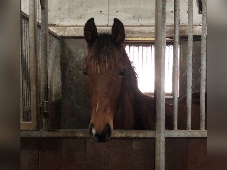 KWPN Hengst 1 Jahr Dunkelbrauner in Swifterbant