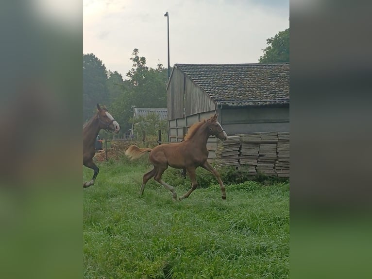 KWPN Hengst 1 Jahr Dunkelfuchs in Egchel