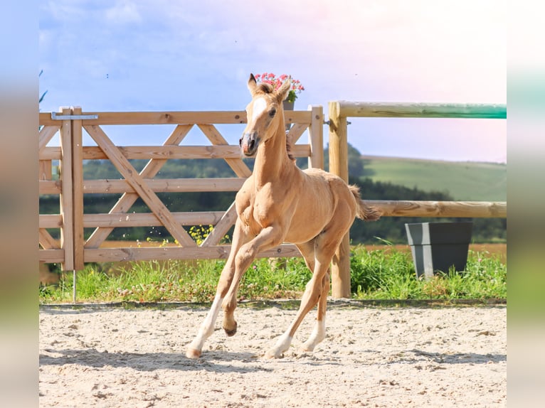 KWPN Hengst 1 Jahr Falbe in Marly-sous-Issy