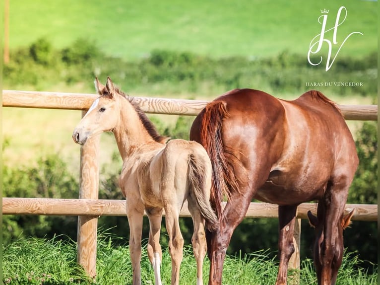 KWPN Hengst 1 Jahr Falbe in Marly-sous-Issy