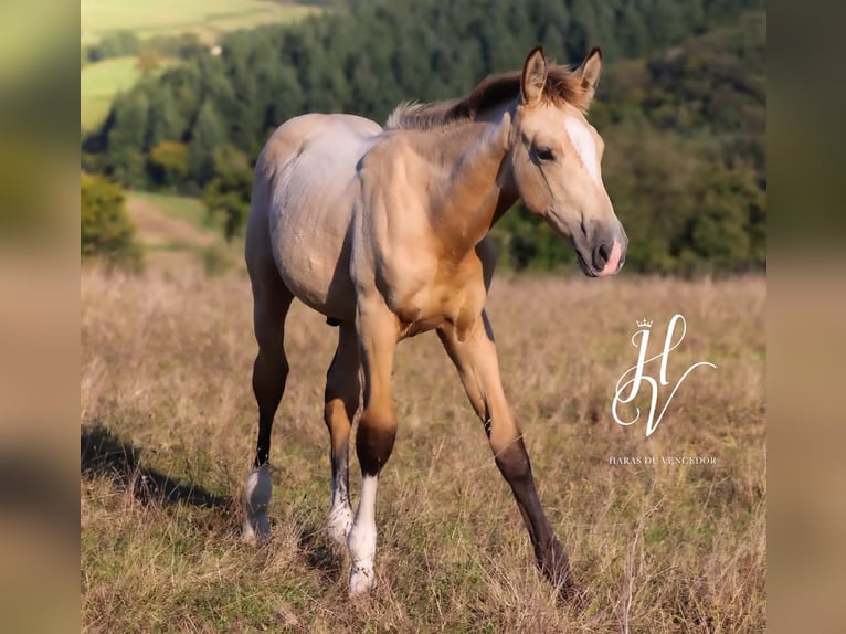 KWPN Hengst 1 Jahr Falbe in Marly-sous-Issy