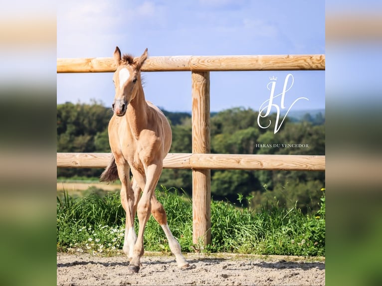 KWPN Hengst 1 Jahr Falbe in Marly-sous-Issy