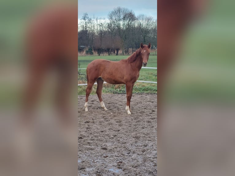 KWPN Hengst 1 Jahr Fuchs in Pijnacker