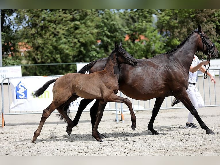 KWPN Hengst 1 Jahr Rappe in Koewacht