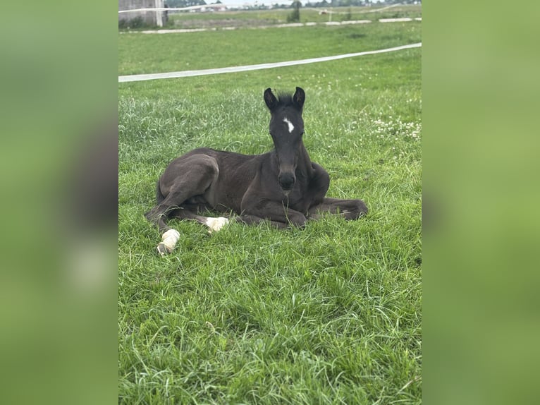 KWPN Hengst 1 Jahr Rappe in Langerak
