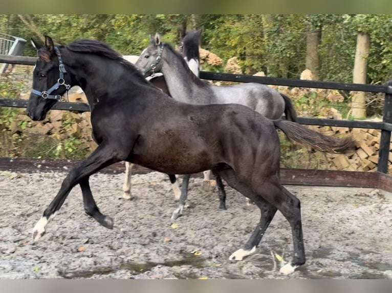 KWPN Hengst 1 Jahr Rappe in Siddeburen