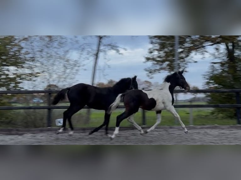 KWPN Hengst 1 Jahr Rappe in Siddeburen