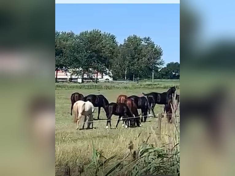KWPN Hengst 1 Jahr Rappe in Rockanje