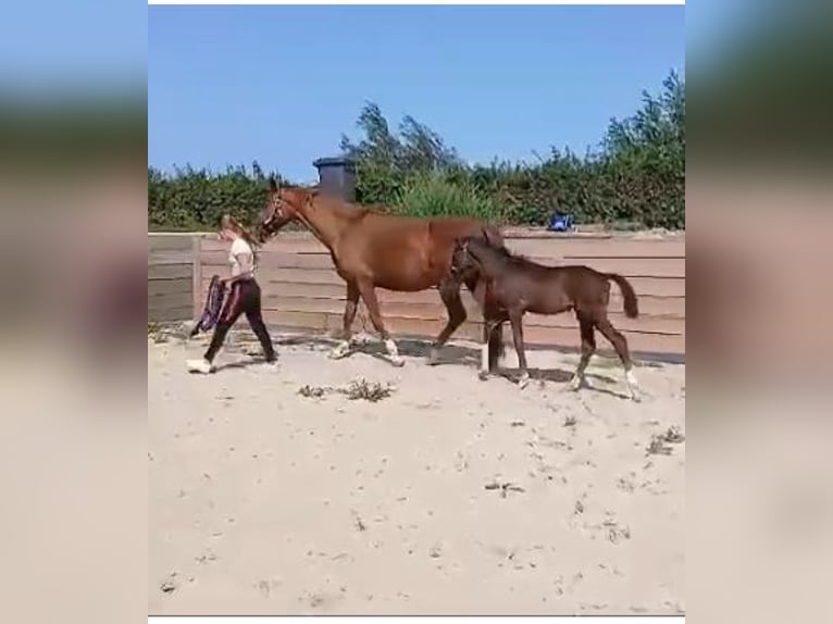 KWPN Hengst 1 Jahr Rappe in Rockanje
