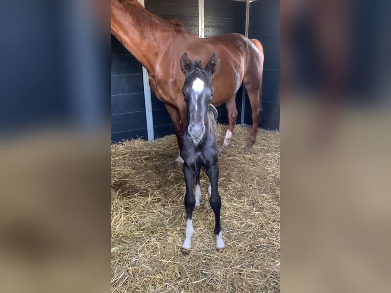 KWPN Hengst 1 Jahr Rappe in Rockanje