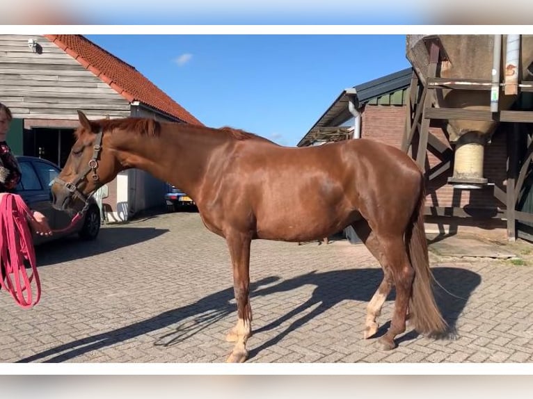 KWPN Hengst 1 Jahr Rappe in Rockanje