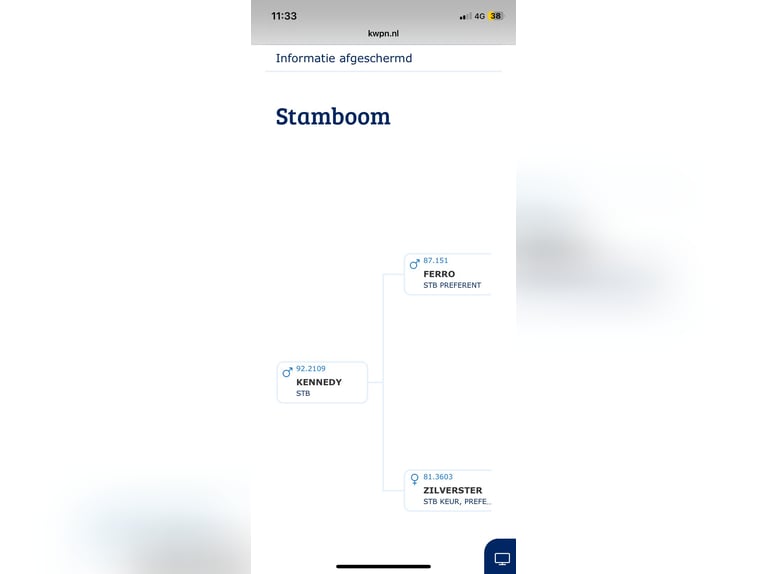 KWPN Hengst 1 Jahr Rappe in Rockanje