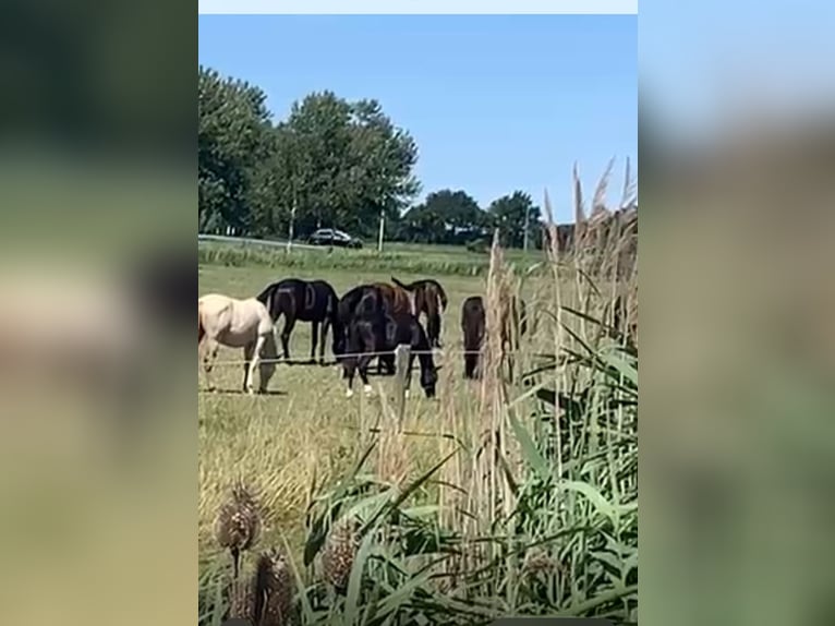 KWPN Hengst 1 Jahr Rappe in Rockanje