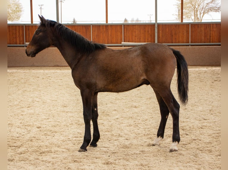 KWPN Hengst 1 Jahr Rotbrauner in Holešov