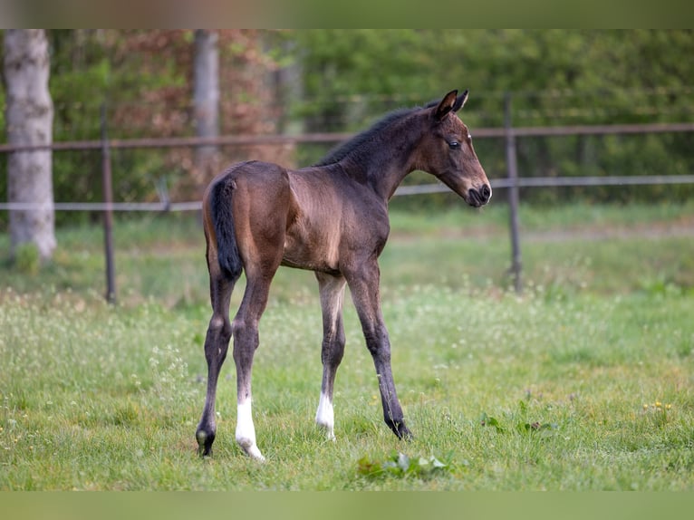 KWPN Hengst 1 Jahr Schwarzbrauner in Mill