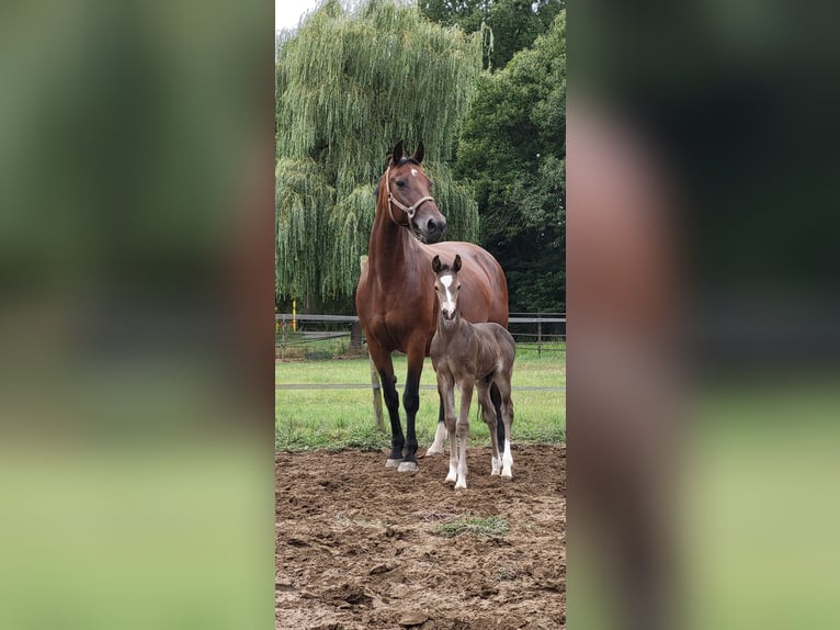 KWPN Hengst 1 Jahr Schwarzbrauner in Ravenstein