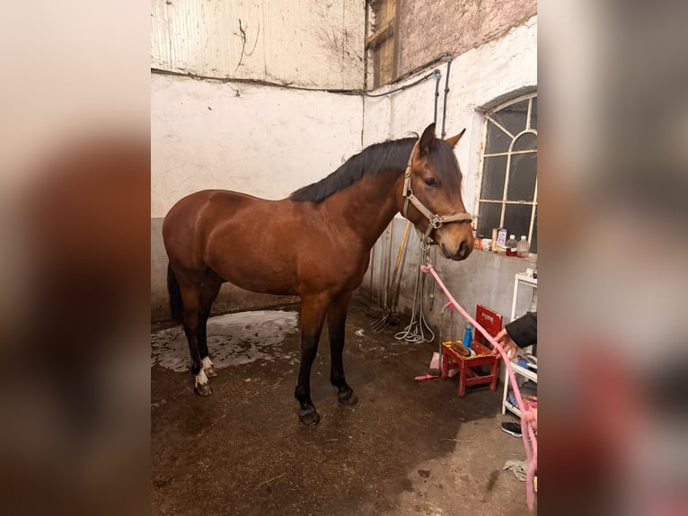KWPN Mix Hengst 2 Jaar 153 cm Bruin in Veendam
