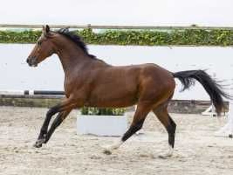 KWPN Hengst 2 Jaar 157 cm Bruin in Waddinxveen