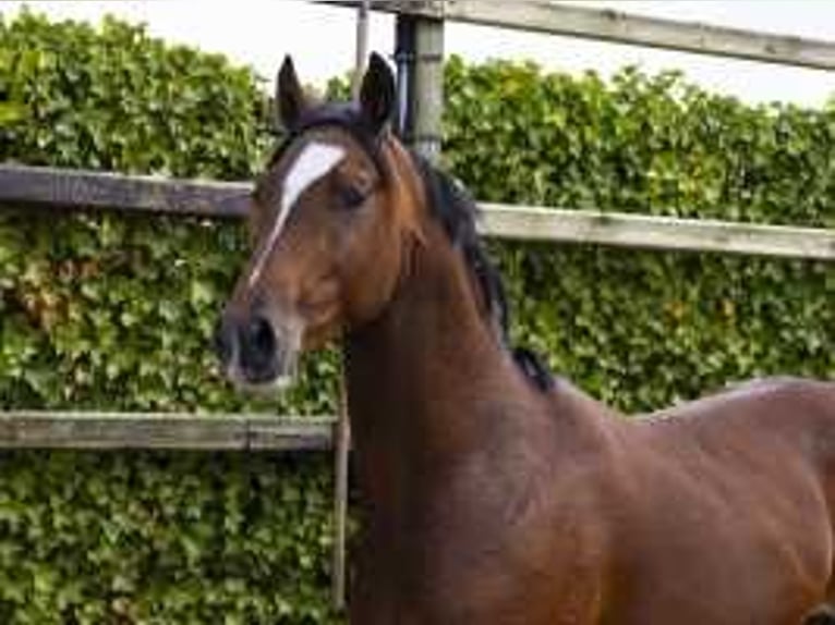 KWPN Hengst 2 Jaar 157 cm Bruin in Waddinxveen