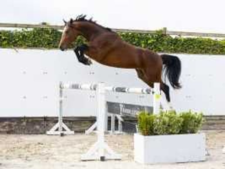 KWPN Hengst 2 Jaar 157 cm Bruin in Waddinxveen