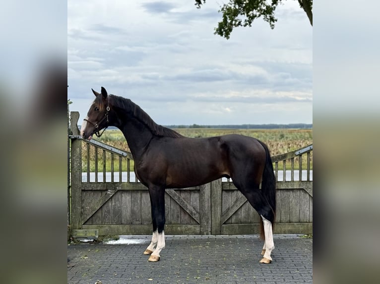 KWPN Hengst 2 Jaar 157 cm Donkerbruin in Grolloo