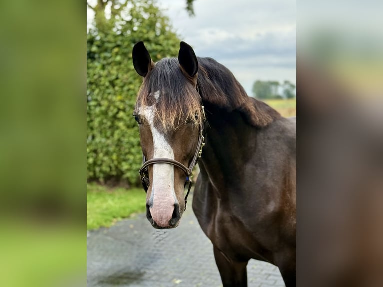 KWPN Hengst 2 Jaar 157 cm Donkerbruin in Grolloo