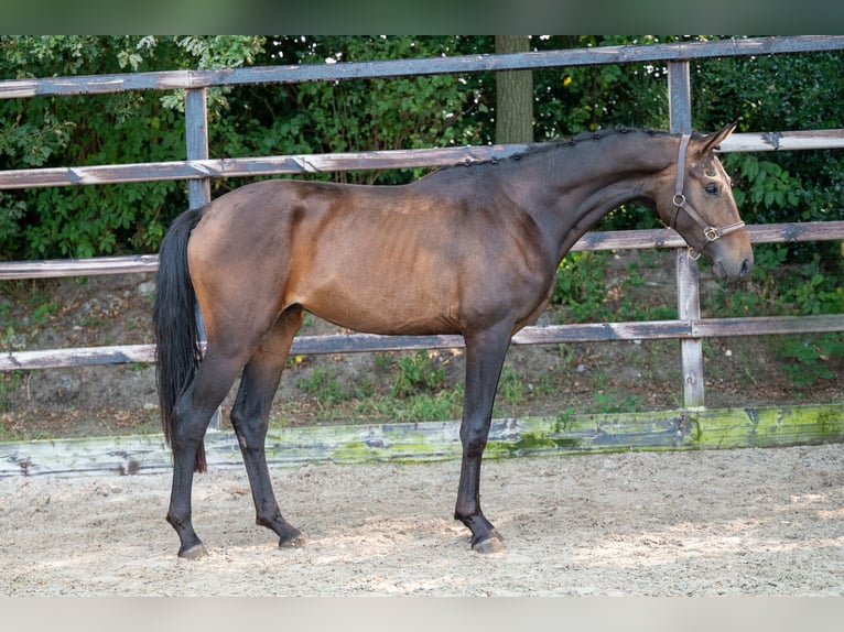 KWPN Hengst 2 Jaar 158 cm Donkerbruin in GROTE-BROGEL