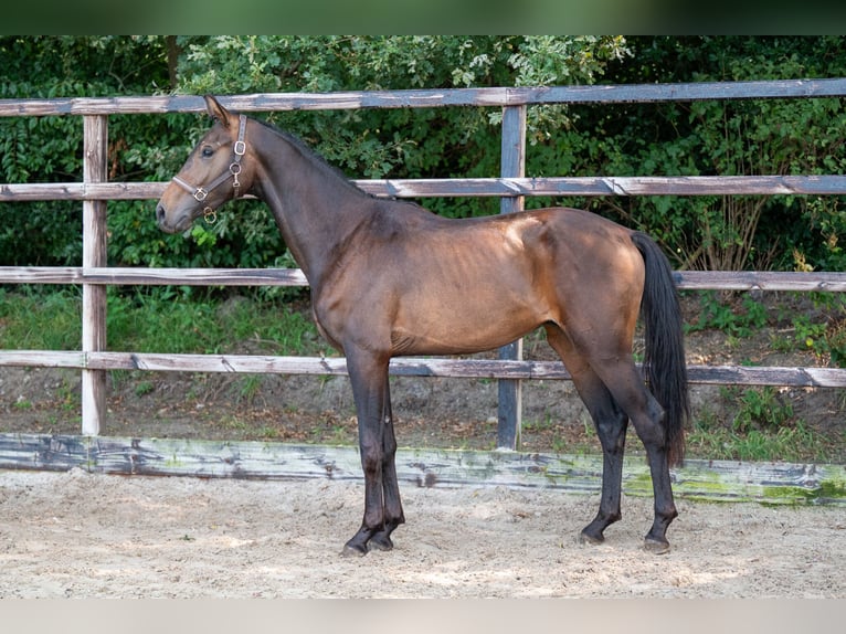 KWPN Hengst 2 Jaar 158 cm Donkerbruin in GROTE-BROGEL