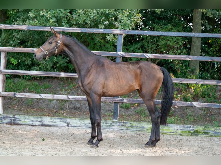 KWPN Hengst 2 Jaar 158 cm Donkerbruin in GROTE-BROGEL