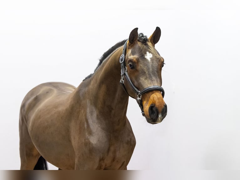 KWPN Hengst 2 Jaar 160 cm Bruin in Waddinxveen