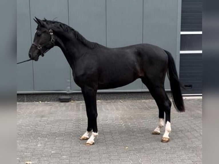 KWPN Hengst 2 Jaar 160 cm Zwart in GROTE-BROGEL