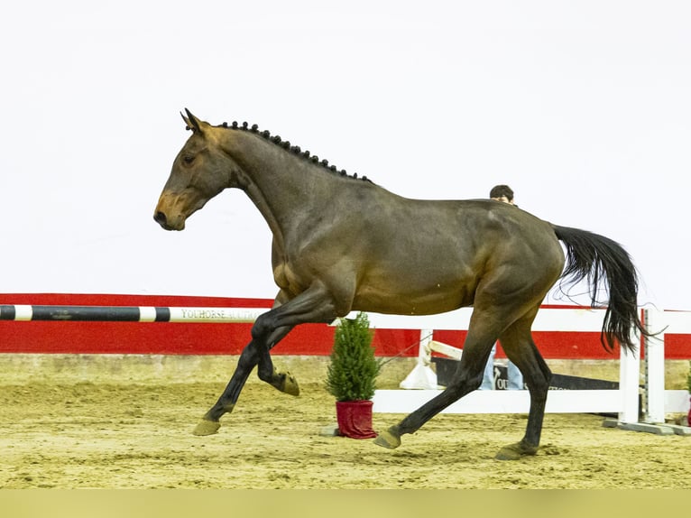 KWPN Hengst 2 Jaar 161 cm Brown Falb schimmel in Waddinxveen