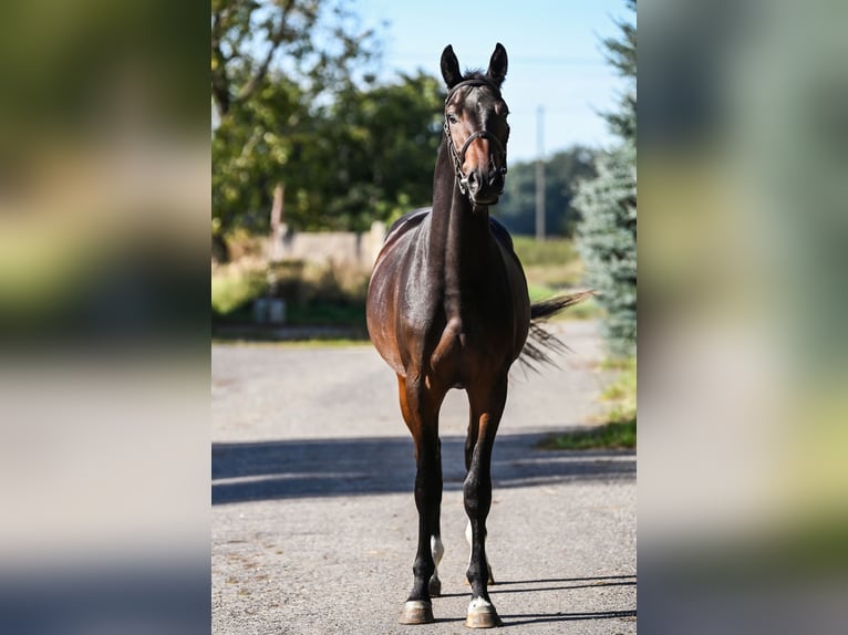 KWPN Hengst 2 Jaar 162 cm Donkerbruin in Stary Gołębin