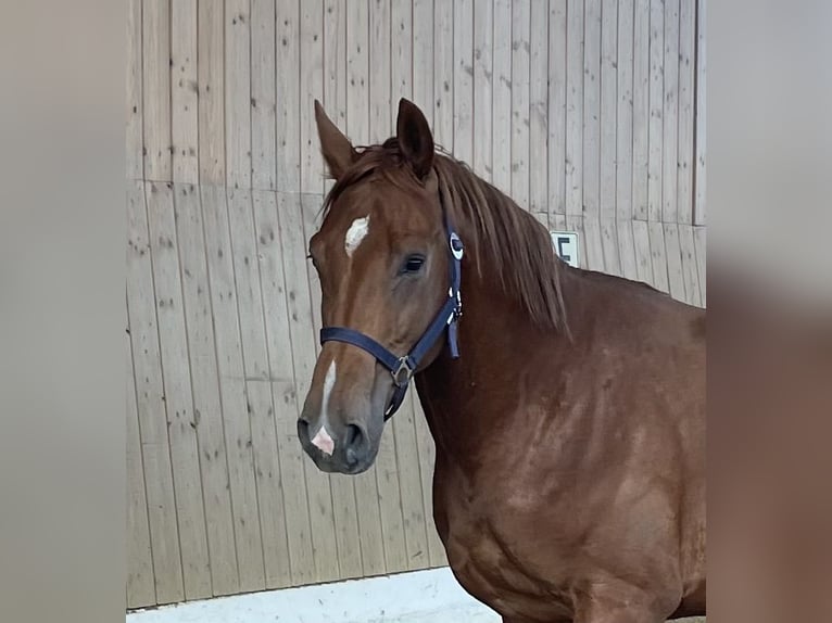 KWPN Hengst 2 Jaar 162 cm Vos in Verl