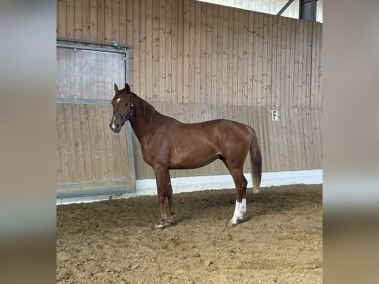 KWPN Hengst 2 Jaar 162 cm Vos in Verl