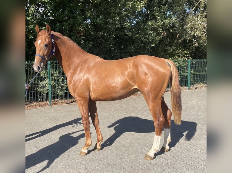 KWPN Hengst 2 Jaar 162 cm Vos in Verl